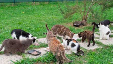 Cesena, “Deportazione di mici dal gattile”: sos ai sindaci del territorio