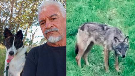 Montevecchi con la sua cagnolina. I lupi sono poi scappati lasciando l’animale privo di vita nel recinto