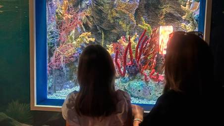 All’Acquario di Cattolica la vasca dei cavallucci marini raddoppia