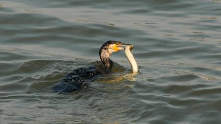 Un cormorano con la preda
