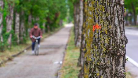 Ravenna, saranno abbattuti 18 pioppi nei viali Pertini e Saragat