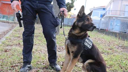 Forlì, l’assessore Bartolini: “Pugno duro contro chi spaccia nei pressi delle scuole, in arrivo nuove unità cinofile”