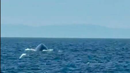 La balenottera in vista quasi frontale con un gabbiano