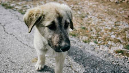 Rimini, benessere degli animali: già 61 segnalazioni alla Polizia Locale nel 2025