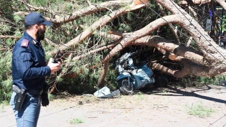 Rimini. L’assessore agli ambientalisti: “Ogni anno oltre 2000 controlli sugli alberi”