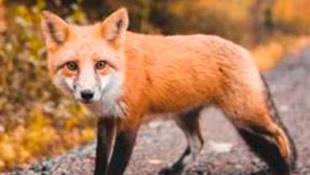 Ravenna, Centro di soccorso animali selvatici chiuso da 4 mesi: interrogazione di Ancisi