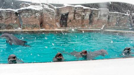 Riccione, a Oltremare i delfini danzano sotto la neve VIDEO