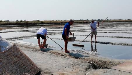 Salinari al lavoro per la raccolta