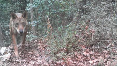 Lupi, il Comune di Gabicce: “Cane al guinzaglio in ambienti naturali”