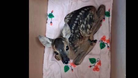 Il monito del Cras Rimini: “I cuccioli non si portano via alle mamme, basta fesserie” VIDEO