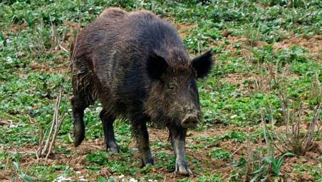 San Marino dice basta alla caccia al cinghiale in braccata