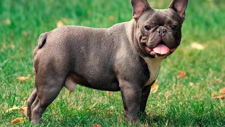 Ravenna. Traffico dei cuccioli blu dal finto pedigree: sei imputati, gli animalisti parte civile