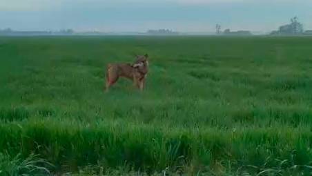 Castel Guelfo, incontra un lupo mentre va al lavoro VIDEO
