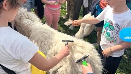 Una capra mentre viene “pettinata”
