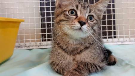 Uno dei gattini abbandonati e poi salvati