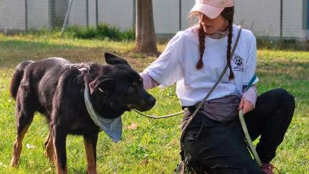 Dall’inizio dell’anno sono stati adottati 25 cani