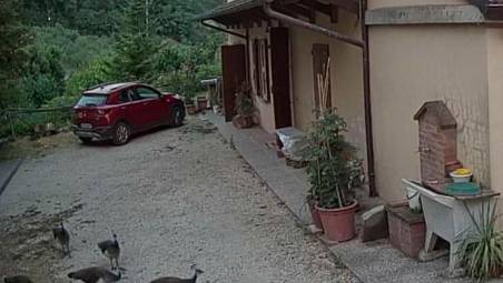 I pavoni ripresi a Riolo Terme