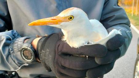 Castel San Pietro, un airone con un’ala spezzata a bordo della strada: salvato dalla Polizia Locale
