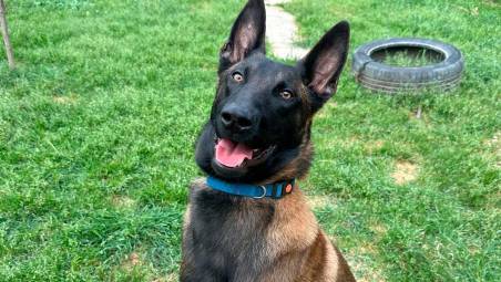 Leo è un cucciolo di Pastore Belga Malinois con una displasia importante a un arto