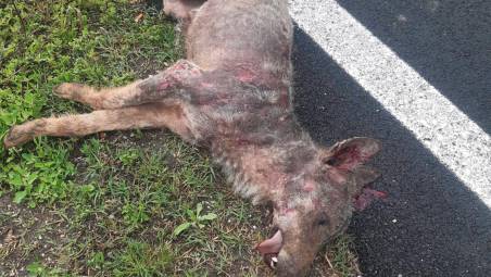 Il lupo trovato morto a bordo strada in via Case Missiroli