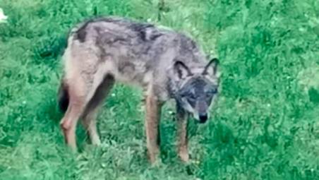 Lupi a San Marino, fototrappole e numero di emergenza: “Ma non c’è aumento”