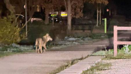 Un lupo avvistato in città foto di repertorio