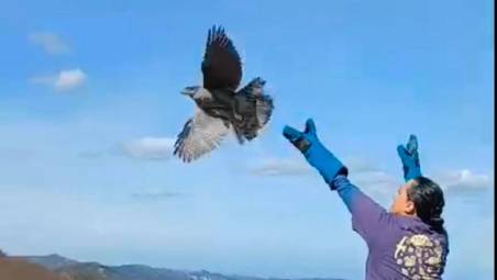 Il Cras di Rimini rimette in libertà un rapace raro