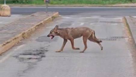 Ravenna, riecco il lupo nella zona di via Vicoli: “Hanno ridotto di 330 unità i daini in pineta” VIDEO