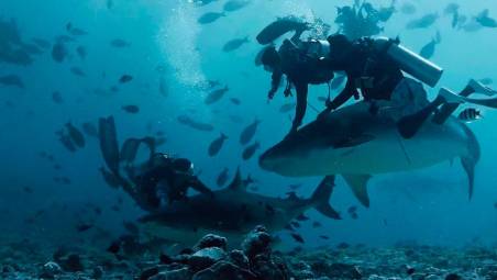 Cattolica, 4 amici a studiare gli squali alle Maldive: “Nessuno si sentiva in pericolo”