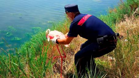 Marina di Ravenna, Carabinieri e Lipu in soccorso dei fenicotteri rosa in difficoltà. In un caso interrotto il traffico