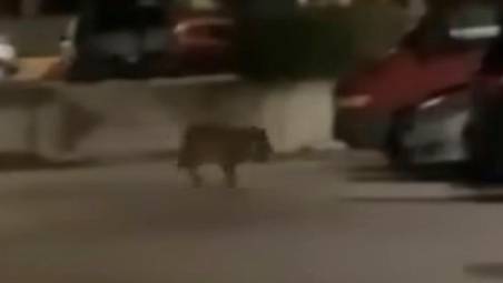 L’animale nel retro di piazza