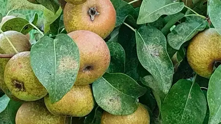 Brisighella, dopo il successo della Sagra del Porcello, domenica 16 novembre tocca alla Pera Volpina