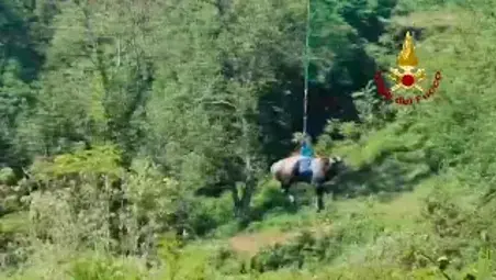 Mucca precipita in un bacino idrico: salvata con l’elicottero a Mercato Saraceno VIDEO
