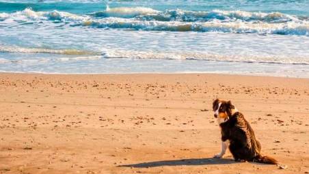 Cesenatico, cani al mare: fissati orari, zone e regole per entrare in spiaggia e fare il bagno