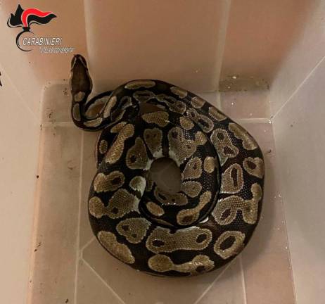 Dalle campagne di Lugo spunta un pitone reale lungo quasi un metro e mezzo