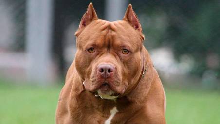 Un esemplare di pitbull (archivio)