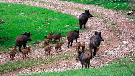 Una famiglia di cinghiali