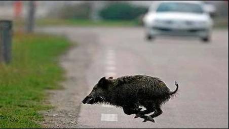Ravenna, limitata la caccia al cinghiale in pineta: “Pericolo per chi passeggia e per i lupi”