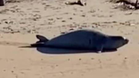 Ravenna, la foca monaca è già diventata una star: pioggia di appelli al Parco del Delta