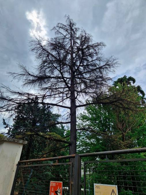 Imola, il Comune abbatterà 13 alberi: saranno sostituiti entro primavera