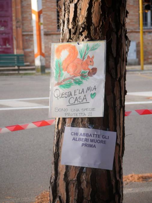 Ravenna, pini in via Maggiore: motoseghe in azione nonostante le proteste degli ambientalisti - Gallery