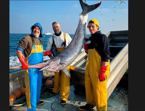 Cesenatico, un pesce spada di 80 chili per il “Madonna delle Grazie”