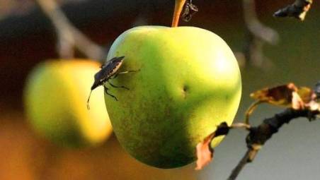 Le cimici asiatiche danneggiano soprattutto le coltivazioni di mele e pere
