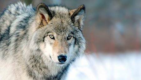 Lupo, pronta la bozza del decreto. Spinelli: «Contenimento extrema ratio, impegno mio per interventi sugli ibridi»