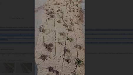 Rimini, vandali sradicano le giovani piante dal nuovo lungomare