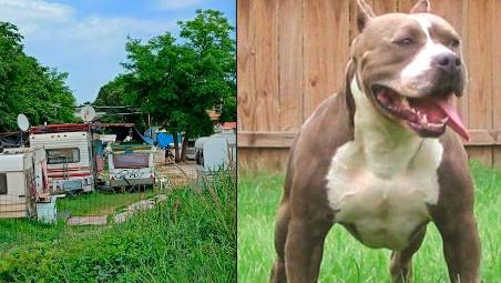 Il fatto è accaduto lungo la ciclabile del Marecchia nei pressi del campo nomadi; a destra un pitbull (archivio)