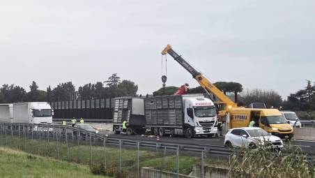 A14, carico di polli sull’asfalto, traffico in tilt tra Cattolica e Riccione