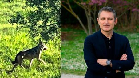 Uno dei lupi avvistati vicino al centro abitato e il sindaco di Morciano Giorgio Ciotti