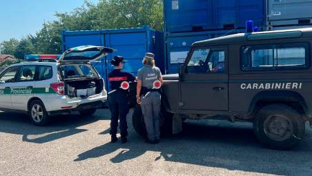 Forlì, animali vivi stipati nei camion: già dieci multe in estate dei Carabinieri Forestali