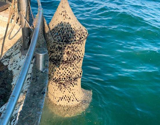 Cesenatico, respinto un terzo delle domande di indennizzo per le mucillagini. La protesta degli esclusi: «Sbagliati i criteri»